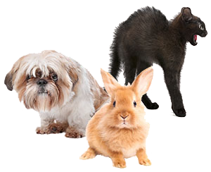 Image of a scared dog, cat and rabbit