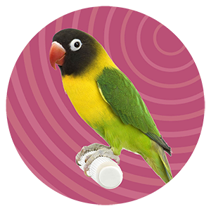 Image of a green and yellow lovebird with a black head