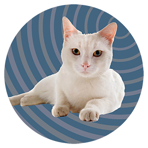 Image of a white cat