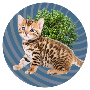 Image of a kitten with a tree in the background