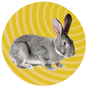 Image of a grey rabbit