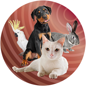 Image of various types of pets