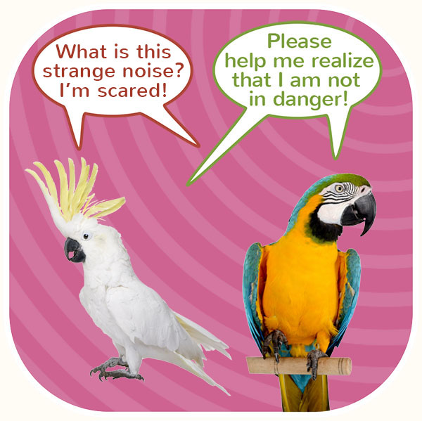 Two pet birds worried because of noises