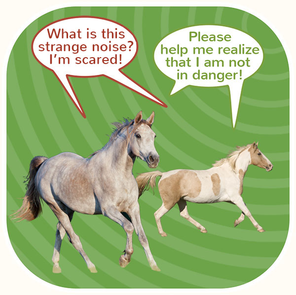 Two horses running worried because of noises