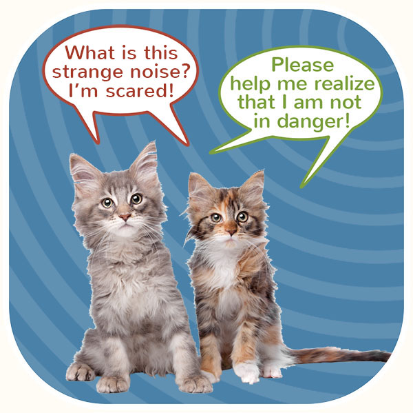 Two indoor cats worried because of noises