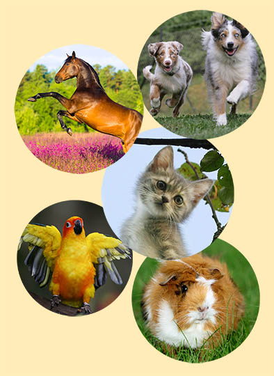 Five animals free: dog, horse, cat, bird and guinea pig