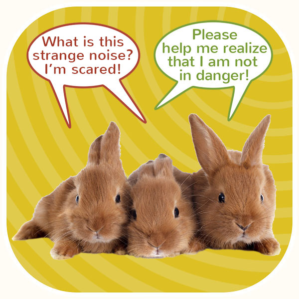 Three rabbits worried because of noises