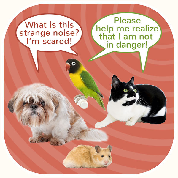 A dog, kact, bird and hamster worried because of noises