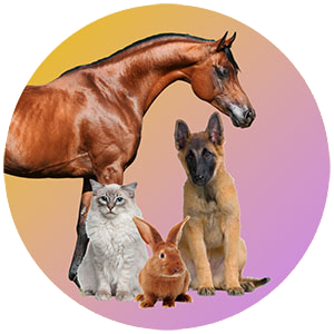 Image of a horse, dog, cat and rabbit