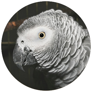 Face of an african grey parrot