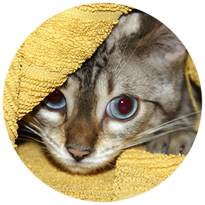 Image of a cat hiding under a yellow blanket