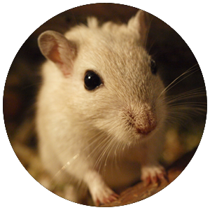 Face of a white gerbil