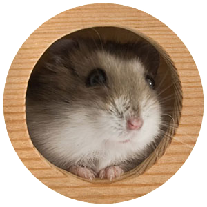 Image of a hamster peeking out a round hole on a wooden box