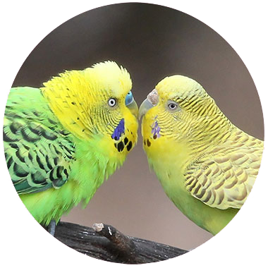 Image of two happy budgerigar parakeets