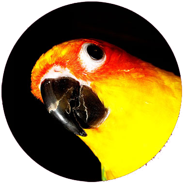 Image of a suspicious sun conure bird