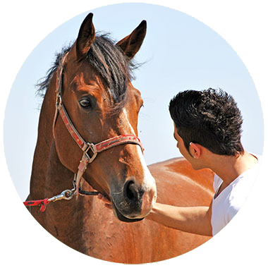 Image of a calm horse with its owner