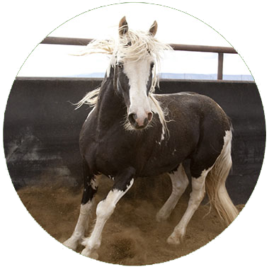 Image of a horse running inside a pen