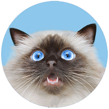 Image of a scared Himalayan cat