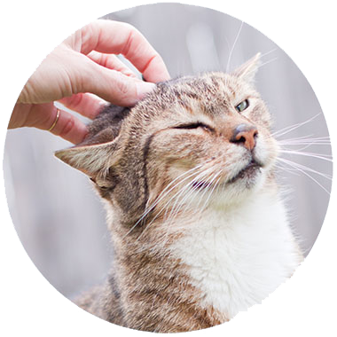 Image of a happy cat being petted by a human hand