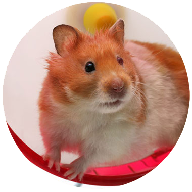 Image of a relaxed hamster