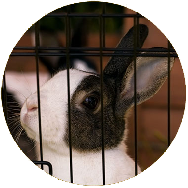 Imiage of a rabbit inside a cage