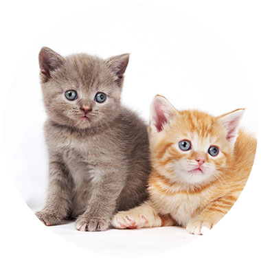 Image of two kitten