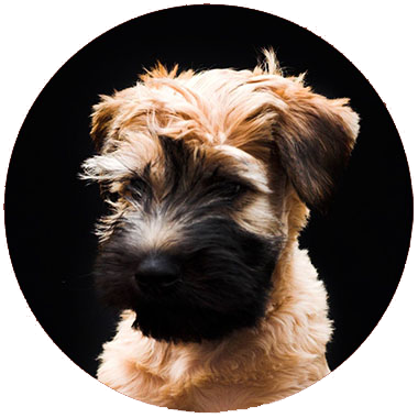 Image of a soft coated wheaten terrier with a black background